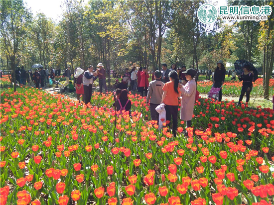绚丽的郁金香花海。