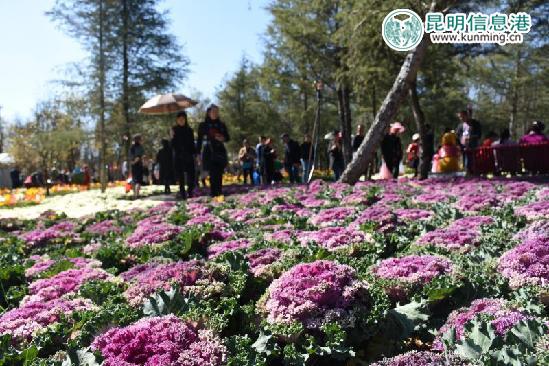 栽在地上的甘兰。