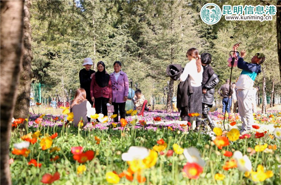 虞美人绽放迎客。