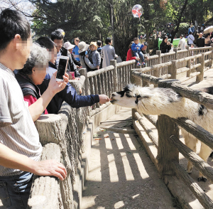 游客向动物投喂食物。 游客向动物投喂食物。
