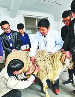 河北省饶阳县职业技术学校探索校企合作人才培养新模式，有效提高了学生的创新能力和专业技能。图为畜牧兽医专业的老师讲解牲畜的听诊、叩诊。