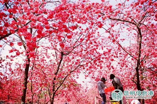 日本赏樱游预订量价齐升 昆明圆通山赏樱人气旺