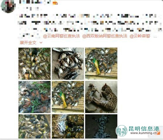 猎杀野生动物还发微博炫耀 犯罪嫌疑人被西双版纳警方查获 猎杀野生动物还发微博炫耀 犯罪嫌疑人被西双版纳警方查获