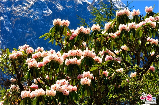 环贡嘎旅游线——燕子沟白雪红石醉人心