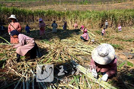 甘蔗大丰收 蔗农收割忙