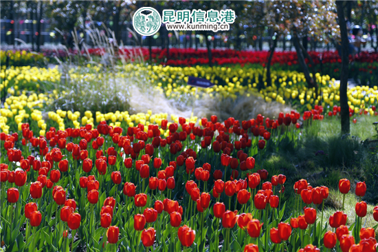 元宵至三八节期间 嵩明花仙子40万株郁金香灿烂迎客