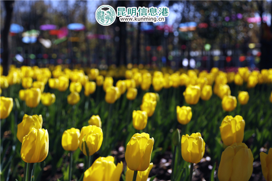 元宵至三八节期间 嵩明花仙子40万株郁金香灿烂迎客