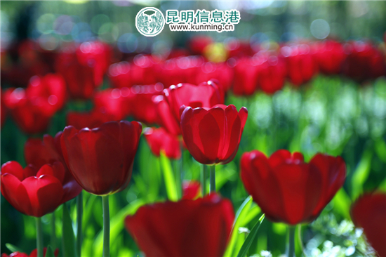 元宵至三八节期间 嵩明花仙子40万株郁金香灿烂迎客