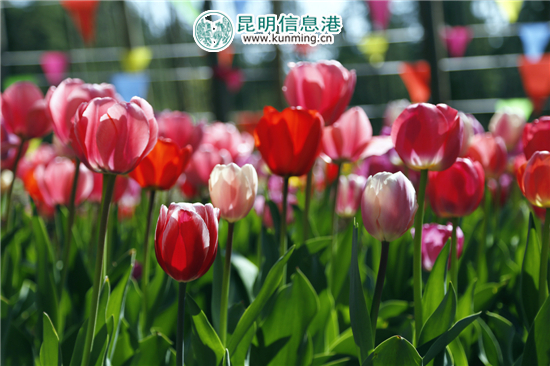 元宵至三八节期间 嵩明花仙子40万株郁金香灿烂迎客