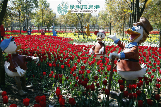 元宵至三八节期间 嵩明花仙子40万株郁金香灿烂迎客