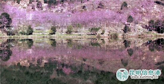水中倒映着樱花盛开的美景。 水中倒映着樱花盛开的美景。