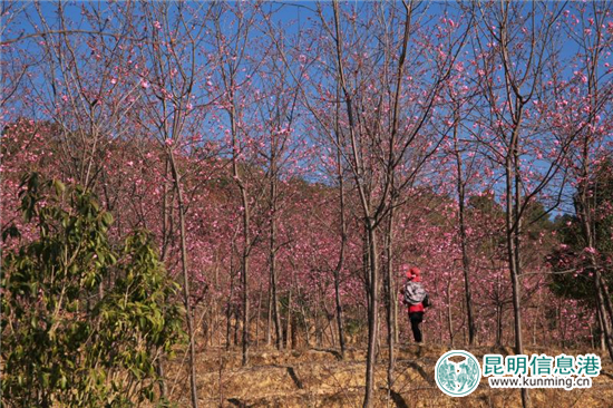 王家小院樱花初绽。 王家小院樱花初绽。