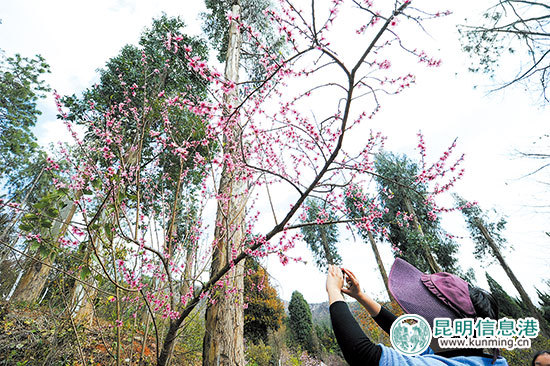桃花文化节在昆明市郊野公园启幕 赏“十里桃林”正当时