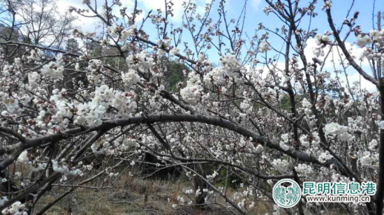 逛学社赏樱桃花摘草莓 富民赤鹫春季游玩攻略出炉 逛学社赏樱桃花摘草莓 富民赤鹫春季游玩攻略出炉