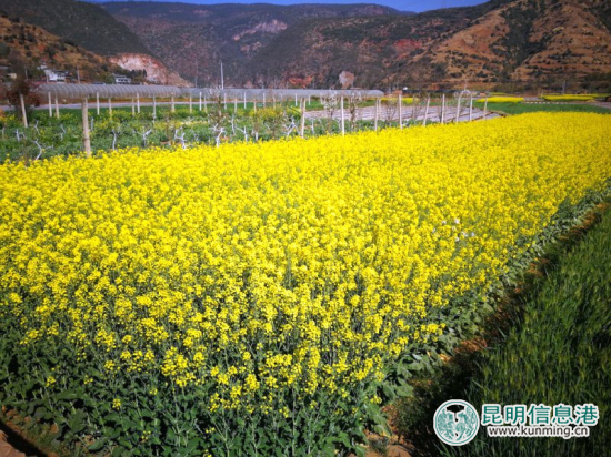 逛学社赏樱桃花摘草莓 富民赤鹫春季游玩攻略出炉 逛学社赏樱桃花摘草莓 富民赤鹫春季游玩攻略出炉
