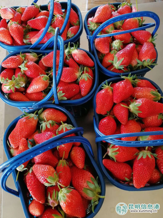 逛学社赏樱桃花摘草莓 富民赤鹫春季游玩攻略出炉 逛学社赏樱桃花摘草莓 富民赤鹫春季游玩攻略出炉