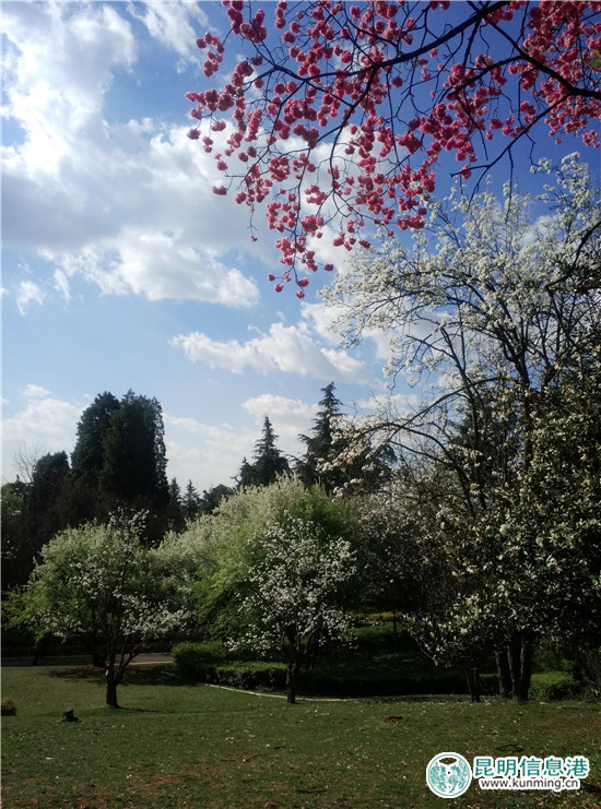 昆明植物园“三八节”特惠 女同胞可享受半票入园 昆明植物园“三八节”特惠 女同胞可享受半票入园