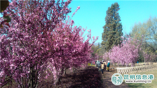 昆明植物园“三八节”特惠 女同胞可享受半票入园 昆明植物园“三八节”特惠 女同胞可享受半票入园
