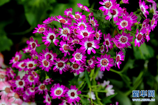 昆明捞鱼河湿地公园郁金香盛放迎春