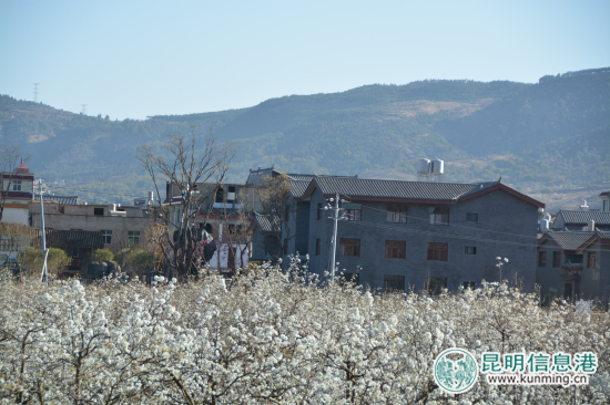 赏万亩梨花品梨园八碗 呈贡万溪梨花节将于17日开幕 赏万亩梨花品梨园八碗 呈贡万溪梨花节将于17日开幕