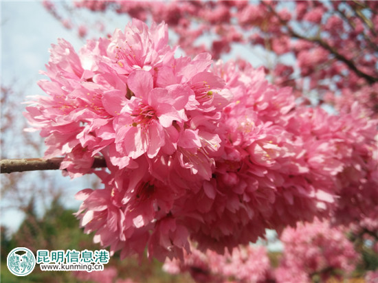 第二届云南抚仙湖樱花节17日开幕 2.5公里樱花海岸线春色浓