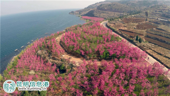 第二届云南抚仙湖樱花节17日开幕 2.5公里樱花海岸线春色浓