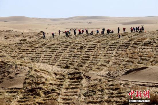 3月7日，甘肃临泽县民众在该县北部荒漠区压设麦草沙障，开展“治沙播绿、改善生态”的防沙治沙“接力赛”。多年来，该县通过生物治沙、工程治沙相结合的方式，持续防沙治沙，筑牢生态安全屏障。张渊 摄