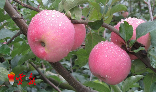 带动30万贫困群众增收 苹果成为昭通致富“金果果”