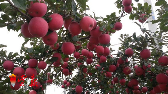 带动30万贫困群众增收 苹果成为昭通致富“金果果”