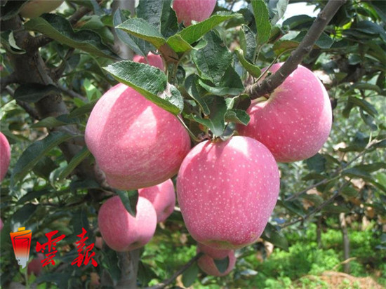 带动30万贫困群众增收 苹果成为昭通致富“金果果”