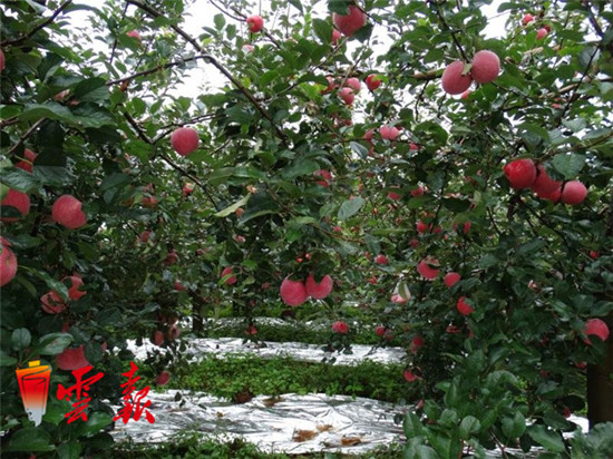 带动30万贫困群众增收 苹果成为昭通致富“金果果”