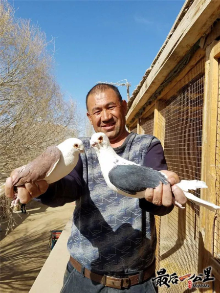 麦合木提和他的鸽子 麦合木提和他的鸽子