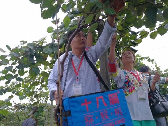 今年猕猴桃已初挂果,产量约200吨 今年猕猴桃已初挂果,产量约200吨