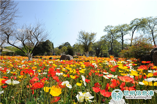 黑龙潭第十六届杜鹃花节启幕 35万余株杜鹃染红山谷