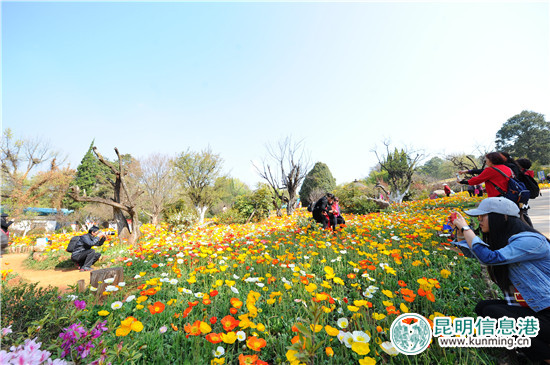 黑龙潭第十六届杜鹃花节启幕 35万余株杜鹃染红山谷