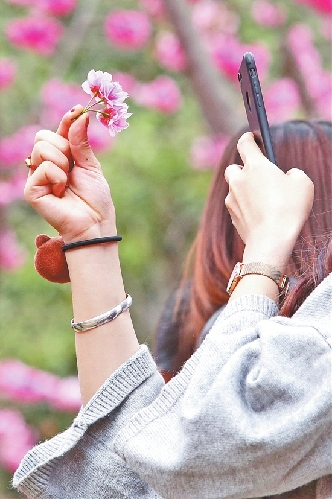 圆通山迎赏花高峰 莫让樱花节变樱花“劫”