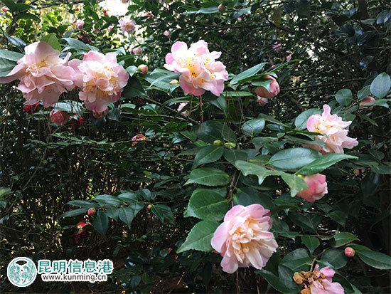 昆明林下经济产值达35亿元 卧云山上种有世界最大最香茶花