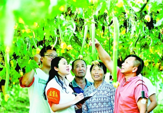 江西省德兴市张村乡纪委成立了8个乡村流动监督队，对各村帮扶干部、作风建设等情况进行监督。图为流动监督队在张村乡界田村蔬菜大棚基地了解产业帮扶情况。卓忠伟摄/光明图片