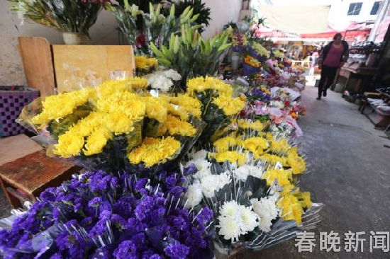 清明节将至 菊花销量紧俏价格上涨