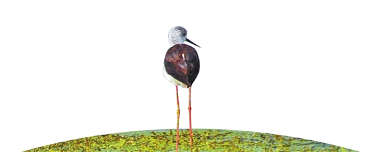 昆明市加大力度改善滇池湖滨生态湿地生态环境 水质得到全面提升