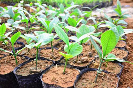 “减肥果”在瑞丽养成!珍稀植物大果藤黄首次实现人工繁育 “减肥果”在瑞丽养成!珍稀植物大果藤黄首次实现人工繁育