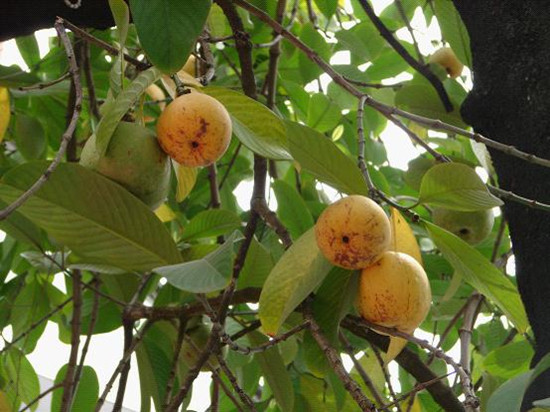 “减肥果”在瑞丽养成!珍稀植物大果藤黄首次实现人工繁育 “减肥果”在瑞丽养成!珍稀植物大果藤黄首次实现人工繁育