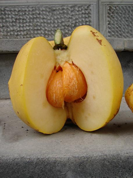 “减肥果”在瑞丽养成!珍稀植物大果藤黄首次实现人工繁育 “减肥果”在瑞丽养成!珍稀植物大果藤黄首次实现人工繁育