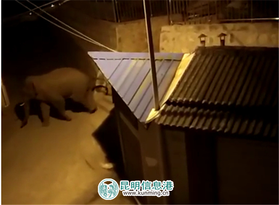 未成年独象误入普洱城区 当地动用无人机将其引回森林 未成年独象误入普洱城区 当地动用无人机将其引回森林