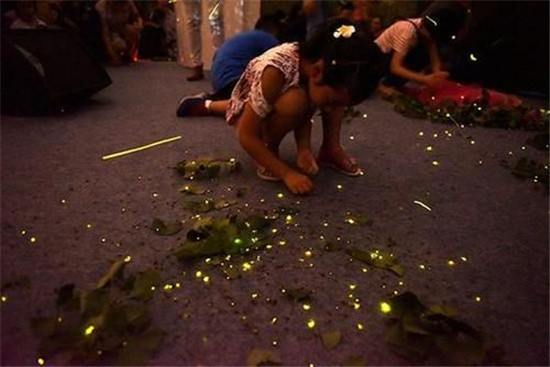 “浪漫放飞”会造成萤火虫的非正常死亡