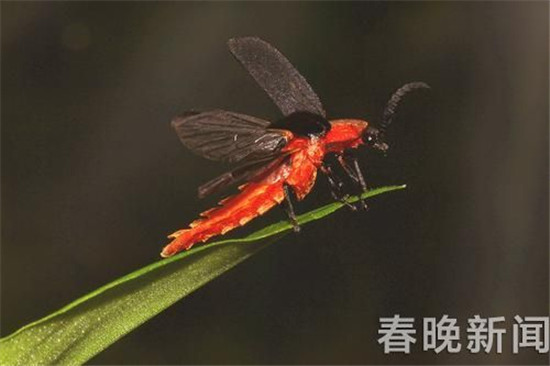 又见血腥浪漫！网传12日西双版纳要放飞10万萤火虫