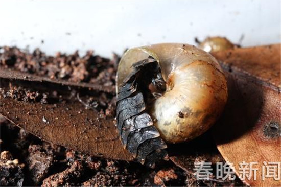 又见血腥浪漫！网传12日西双版纳要放飞10万萤火虫