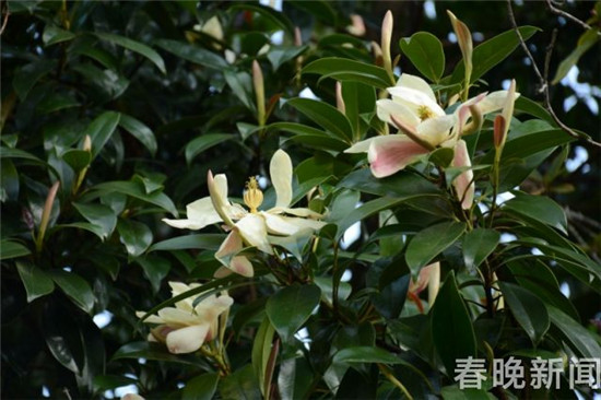 大理发现国家三级保护植物红色木莲野生种群