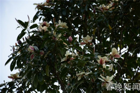 大理发现国家三级保护植物红色木莲野生种群