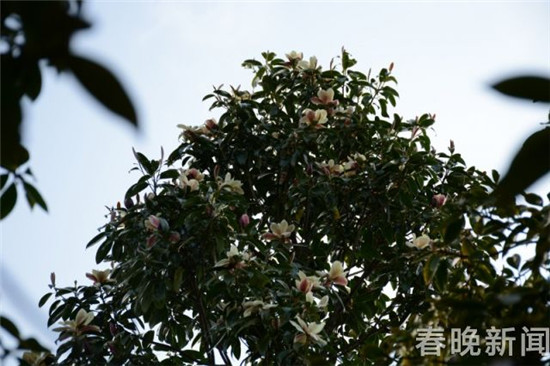 大理发现国家三级保护植物红色木莲野生种群